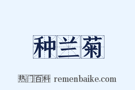 种兰菊是什么意思的图片